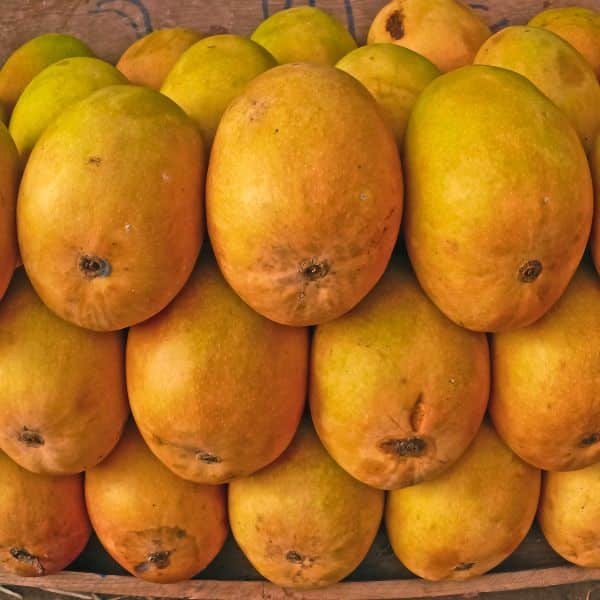 Alphonso Mango