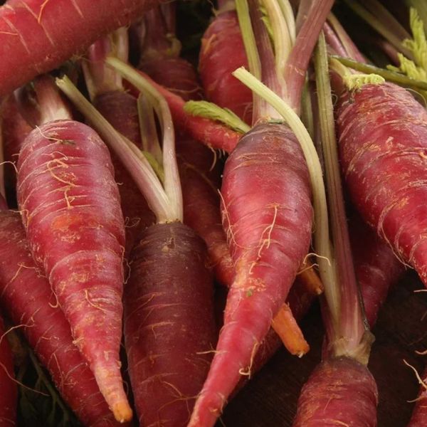 Japanese Hybrid Carrot