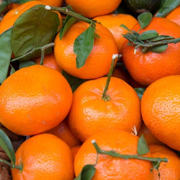 Spanish Murcott Mandarins